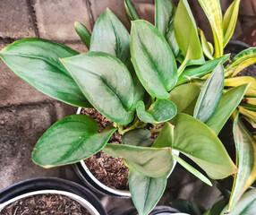 Scindapsus Treubii Moonlight plant in a pot. Also known as Sterling Silver. It is a rare houseplant and an easy-to-grow perennial vine native to tropical areas, belonging to the Araceae family.