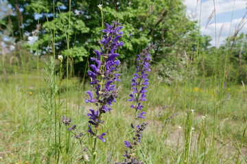 Blauer Salbei auf Wiese