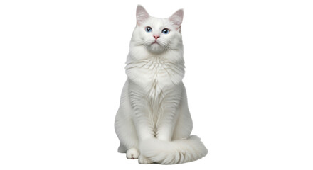 Isolated White Angora Cat © Trym