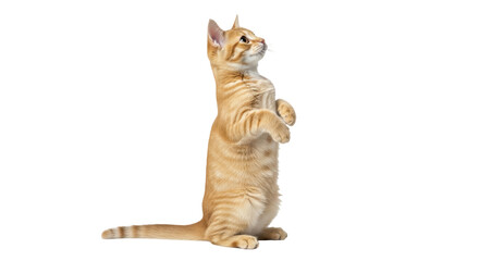 Isolated Cat Standing © Trym