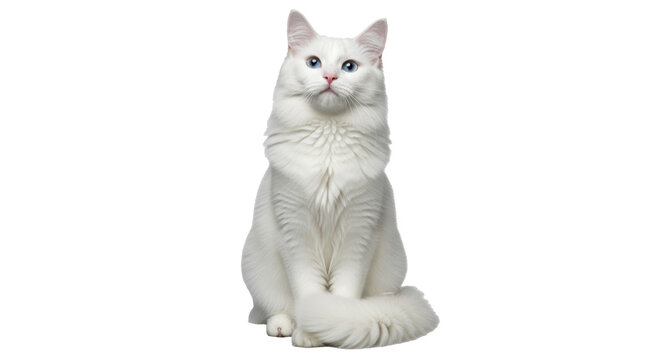 Isolated White Angora Cat