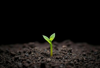 Vibrant green sprout emerging from rich soil, dark backdrop,  spring,  soil