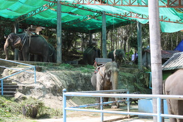 Elephants under a shaded structure in a rural enclosure, equipped with saddles, likely used for...