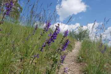 Blauer Salbei am Wanderweg