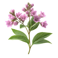 Valerian herb flower sprigs isolated isolated on white background