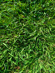 Vibrant Green Grass Texture: A Fresh, High-Resolution Nature Background for a Lush and Earthy Digital Experience.