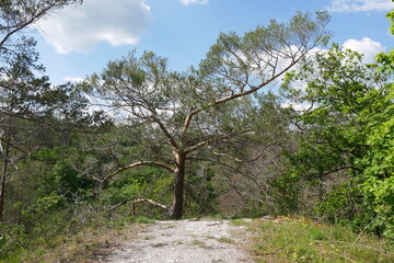 Weg durch Kiefernwald und Mischwald Kyffhäuser