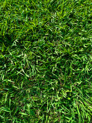 Vibrant Green Grass Texture: A Fresh, High-Resolution Nature Background for a Lush and Earthy Digital Experience.