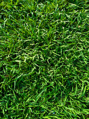 Vibrant Green Grass Texture: A Fresh, High-Resolution Nature Background for a Lush and Earthy Digital Experience.