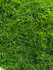 Lush green grass texture captured in natural sunlight, showing dense and vibrant blades perfect for...