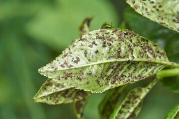 Ants and aphids on green leaf in natural habitat: close up of insect activity on a plant surface.