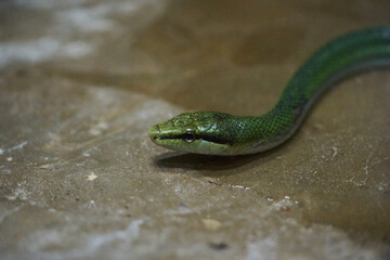closeup red tailed rat snake or gonyosoma oxycephalum background