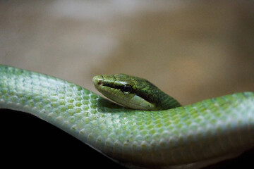 closeup red tailed rat snake or gonyosoma oxycephalum background