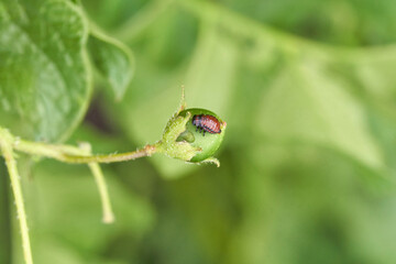 Red beetle on green fruit with leaf background in natural outdoor setting.