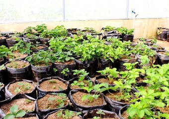 High-Yield Strawberry Cultivation in Grow Bags Inside a Controlled Greenhouse. Ideal for urban agriculture, sustainable farming, or commercial strawberry production.