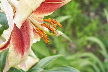 Close up of a vibrant pink and white lily blooming in a garden setting with green foliage.