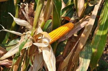 Maize or corn crops are ripe ready to harvest, with leaves starting to dry out and turn yellow. A...