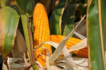 Maize or corn crops are ripe ready to harvest, with leaves starting to dry out and turn yellow. A...