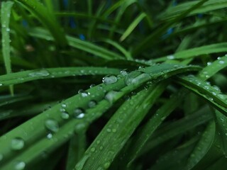 Macro dew drops on green long leaves in the garden