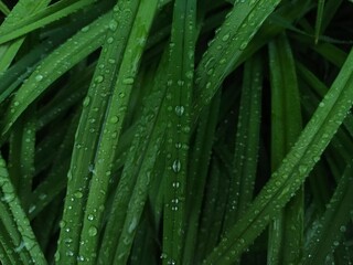 Green juicy leaves of flowers with drops of dew in macro