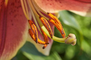 Close up of vibrant lily flower stamen and pollen with pink petals and green background.