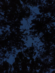 The tops of fluffy pine trees against the backdrop of the dark blue evening sky