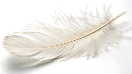 Obraz premium Delicate white feather floats gracefully on a soft, bright white background, evoking lightness and purity.