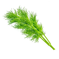 Fresh dill herb isolated on white background
