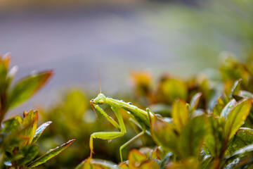gr&uuml;ne Europ&auml;ische Gottesanbeterin 12
