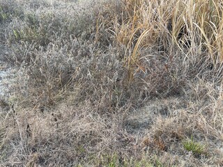 An open patch of land overgrown with weeds, showing visible signs of yellowing and wilting after herbicide treatment. Suitable for agricultural, landscaping, and environmental management concepts.