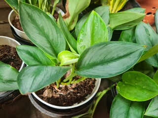Scindapsus Treubii Moonlight plant in a pot. Also known as Sterling Silver. It is a rare houseplant and an easy-to-grow perennial vine native to tropical areas, belonging to the Araceae family.