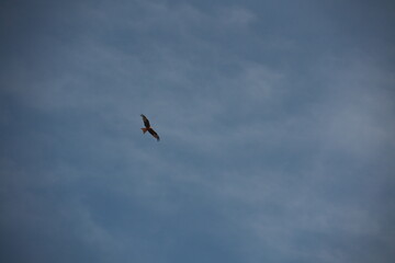 Bird is flying in the sky above a blue and cloudy sky