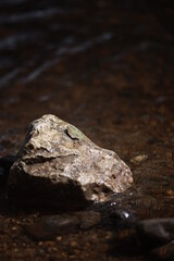 Rock is sitting in a body of water