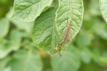 Crane flies mating on green leaf in natural habitat close up nature photography.