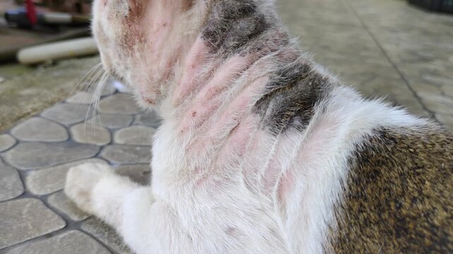 Footage showing a cat's skin exhibiting signs of irritation, hair loss, or skin disease.