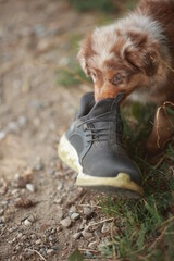 Dog is sniffing a shoe on the ground