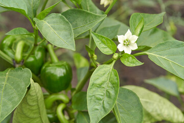Green bell peppers growing on plant with white flower in garden setting.
