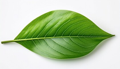 Obraz premium fresh green leaves isolated