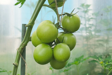 Tomato bush with unripe vegetables