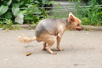 Small dog defecating on sidewalk near plants