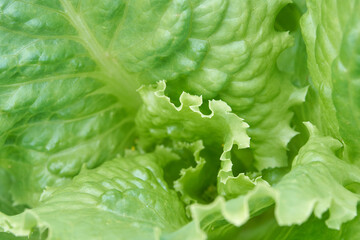 Close up of fresh green lettuce leaves with crisp details and textured patterns.