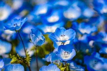 Nemophila
ネモフィラの群生