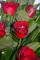 Fototapeta premium Diamond Ring on Red Rose with Green Leaves Background