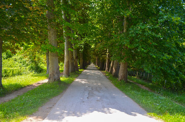 Tree Lined Pathway in Summer