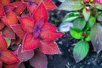 Close-up view of red coleus plant leaves