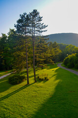 Tranquil Park Scene with Tall Pine Trees at Sunset