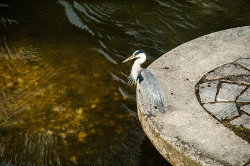 Graureiher Ardea cinerea steht einbeinig auf halbrundem Betonelement an Flussmündung Erms in den...