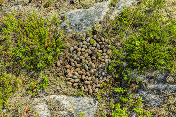 Elchlosung im Moorgebiet in Norwegen