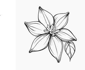 Fototapeta premium vector illustration of lily flower