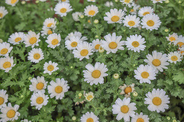 March 24 2025 A Beautiful White Flowers Among Lush Greenery